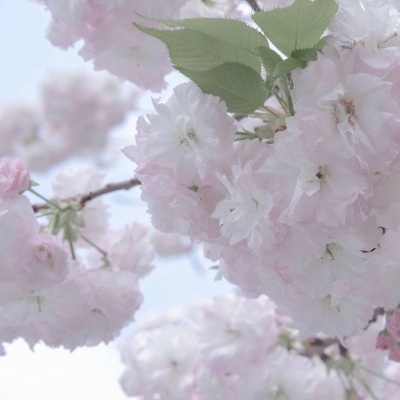 Furry创作素材整理FurryQQ群